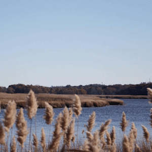 neponset river