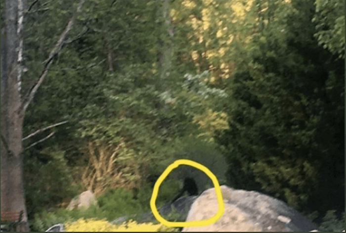 Screen Shot 2020-05-21 at 8.11.16 AM