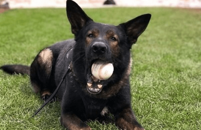 Screen Shot 2020-07-15 at 7.25.24 PM