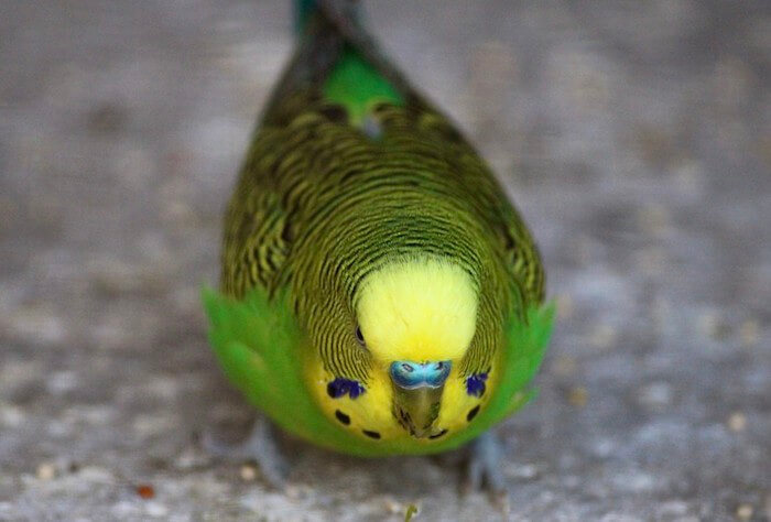 parakeet
