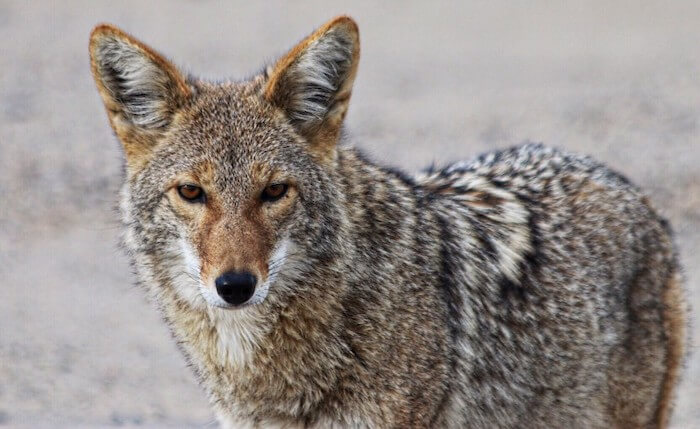 stumbled-across-a-few-coyotes-in-death-valley_t20_z2keBa