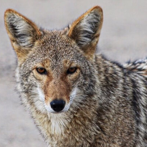 coyote