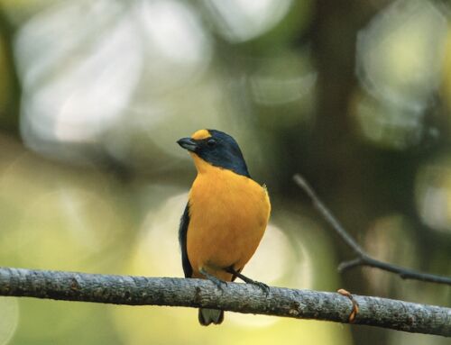 Bird Hike with Nature Man Mike at Franklin Park on Saturday