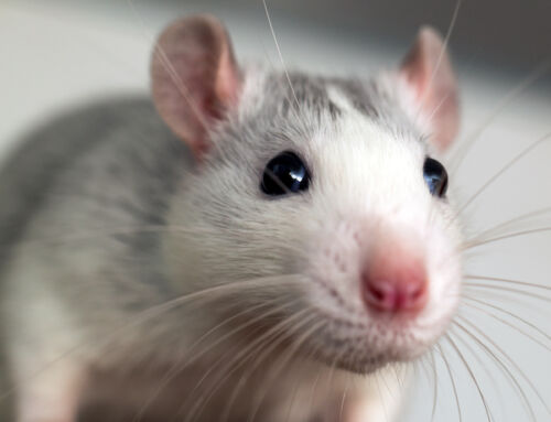 Listen up, Rats: Boston to Welcome Experts for National Urban Rat Summit