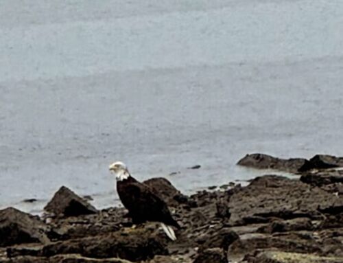 Bald Eagle Sighting on Carson Beach on Thursday morning