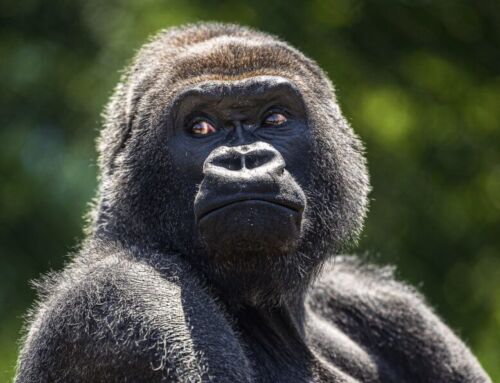 Western lowland gorilla Little Joe will soon move to a new home