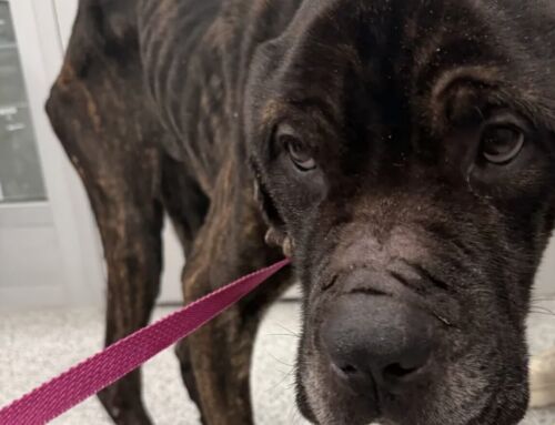 Neglected Dog Found in Dorchester Now on the Road to Recovery