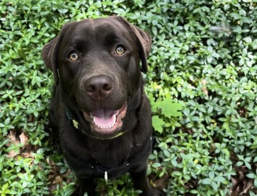 Help Juniper Get Back on All Four Paws at Juniper Fest this Weekend in Dorchester