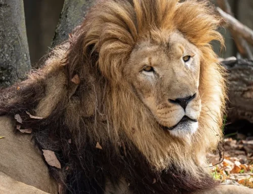 Franklin Park Zoo’s Last Lion, Dinari, Dies at 17